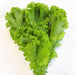MUSTARD Ggreens SEEDS - Greenwave - Caribbean garden seed