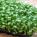MUSTARD Ggreens SEEDS - Greenwave - Caribbean garden seed