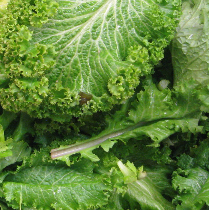 MUSTARD Ggreens SEEDS - Greenwave - Caribbean garden seed