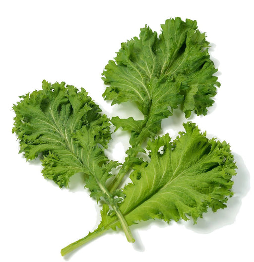 MUSTARD Ggreens SEEDS - Greenwave - Caribbean garden seed