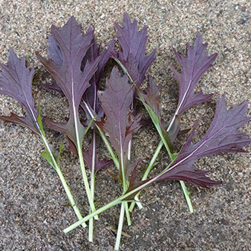 Mustard Seeds - Mizuna ,Dark purple - Caribbean garden seed