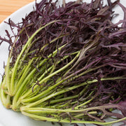 Mustard Seeds - Mizuna ,Dark purple - Caribbean garden seed