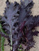 Mustard Seeds - Mizuna ,Dark purple - Caribbean garden seed