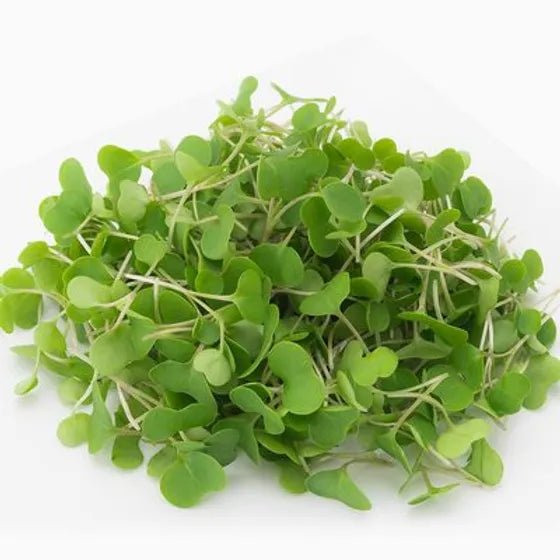 Kale Seeds - Dwarf Blue Curled - Caribbean garden seed