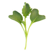Kale Seeds - Dwarf Blue Curled - Caribbean garden seed