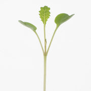 Kale Seeds - Dwarf Blue Curled - Caribbean garden seed