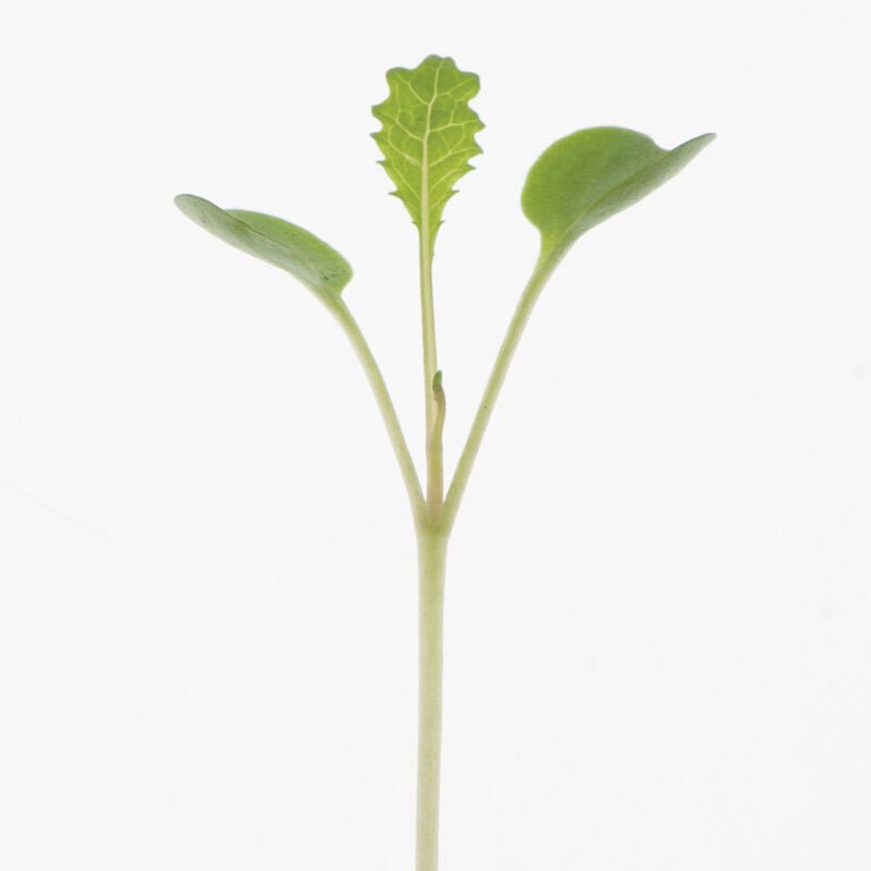 Kale Seeds - Dwarf Blue Curled - Caribbean garden seed