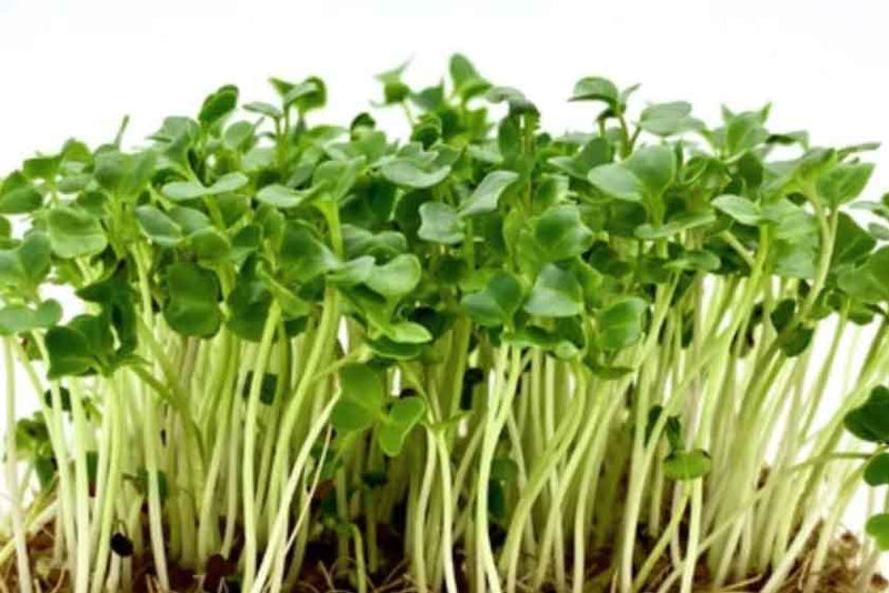 Kale Seeds - Dwarf Blue Curled - Caribbean garden seed