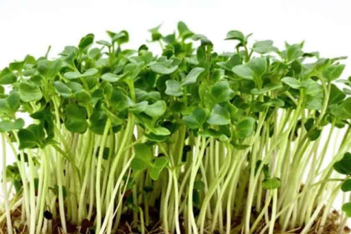 Kale Seeds - Dwarf Blue Curled - Caribbean garden seed