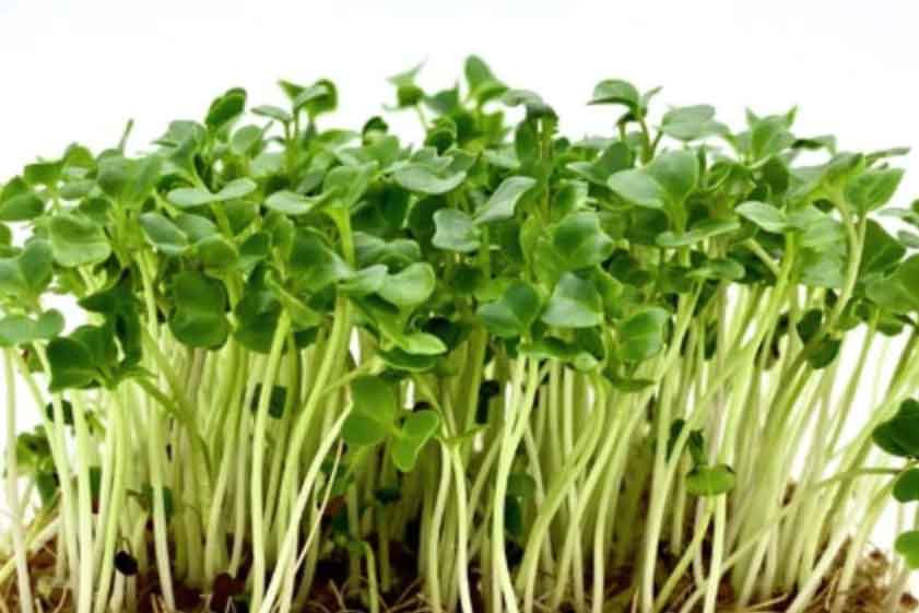 Kale Seeds - Dwarf Blue Curled - Caribbean garden seed