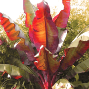 Banana Seeds -Musa Ensete,cold hardy - Caribbean garden seed