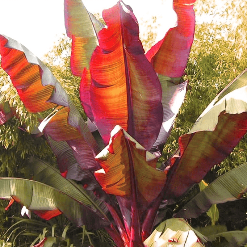 Banana Seeds -Musa Ensete,cold hardy - Caribbean garden seed
