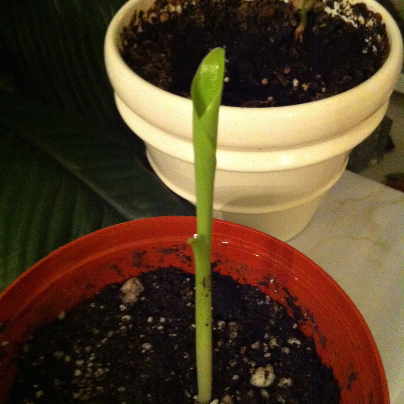 Banana Seeds -Musa Ensete,cold hardy - Caribbean garden seed