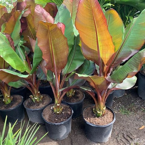 Banana Seeds -Musa Ensete,cold hardy - Caribbean garden seed