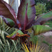 Banana Seeds -Musa Ensete,cold hardy - Caribbean garden seed