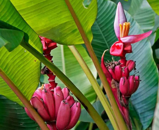 Banana Seeds - Pink Velutina - Caribbean garden seed