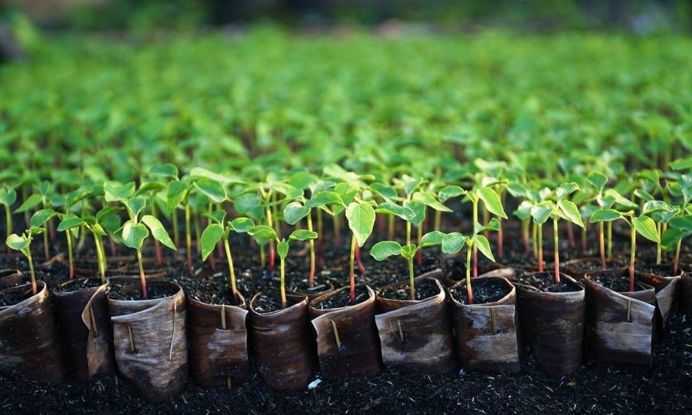 Banana Seeds - Pink Velutina - Caribbean garden seed