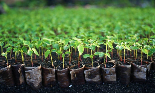 Banana Seeds - Pink Velutina - Caribbean garden seed