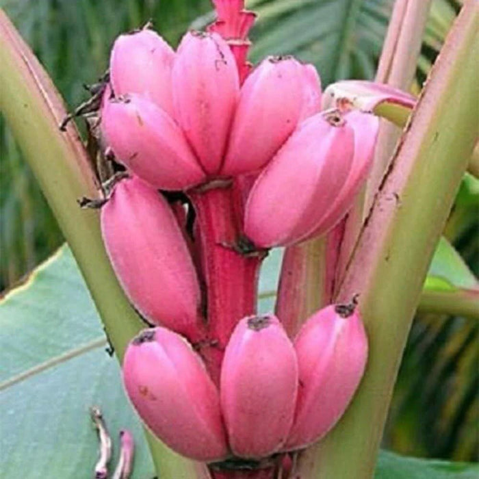 Banana Seeds - Pink Velutina - Caribbean garden seed