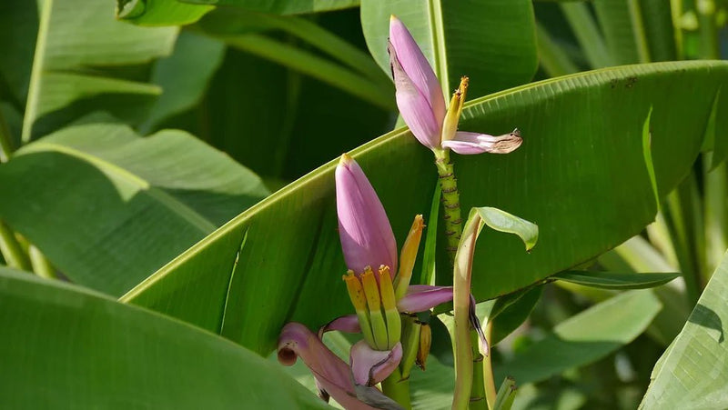 Banana Seeds - Pink Velutina - Caribbean garden seed