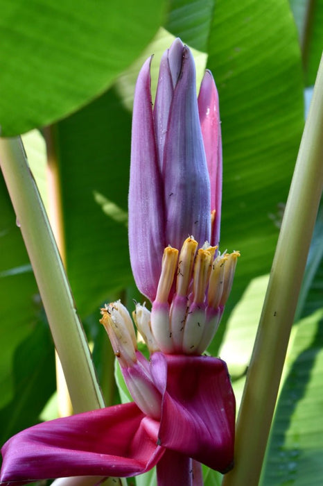 Banana Seeds - Pink Velutina - Caribbean garden seed
