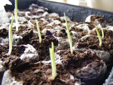 Banana Seeds - Pink Velutina - Caribbean garden seed