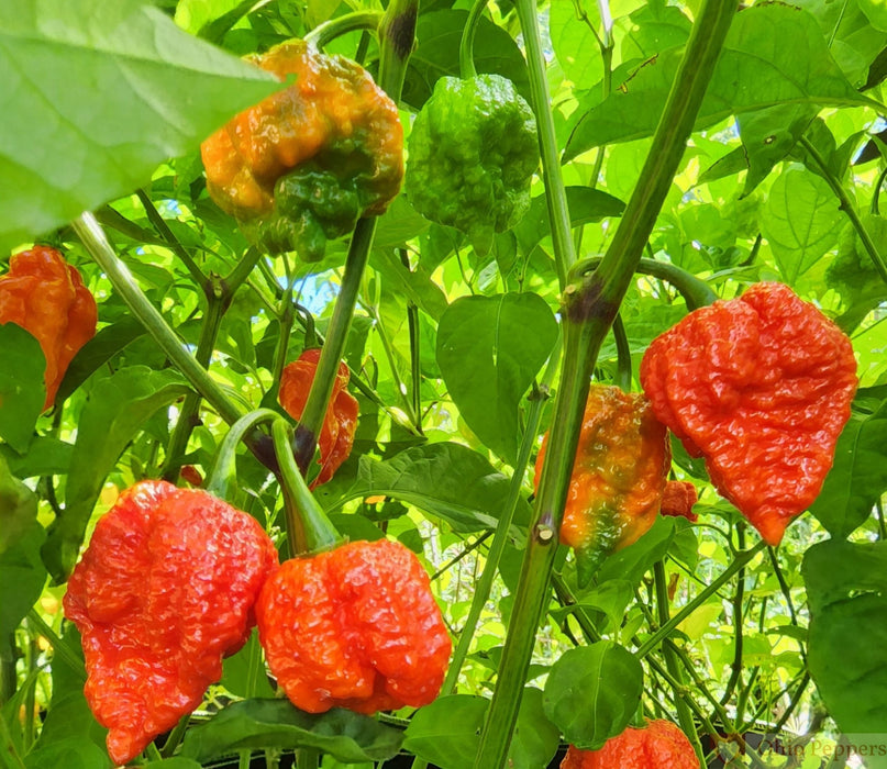 Pepper seeds - Skunk Red - super hot - Caribbean garden seed
