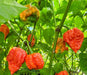 Pepper seeds - Skunk Red - super hot - Caribbean garden seed
