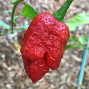 Pepper seeds - Skunk Red - super hot - Caribbean garden seed
