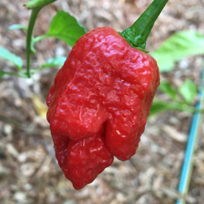 Pepper seeds - Skunk Red - super hot - Caribbean garden seed