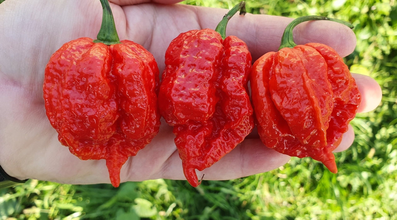 Pepper seeds - Skunk Red - super hot - Caribbean garden seed
