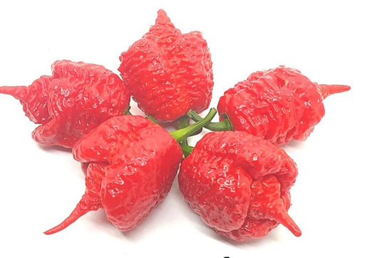 Pepper seeds - Skunk Red - super hot - Caribbean garden seed