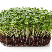 Arugula Seeds - Rocket, salad Greens - Caribbean garden seed