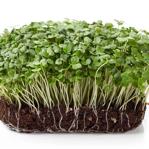 Arugula Seeds - Rocket, salad Greens - Caribbean garden seed