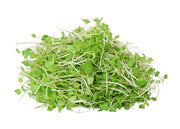 Arugula Seeds - ASTRO ,Salad Greens - Caribbean garden seed