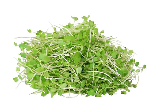 Arugula Seeds - ASTRO ,Salad Greens - Caribbean garden seed