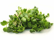 Arugula Seeds - ASTRO ,Salad Greens - Caribbean garden seed