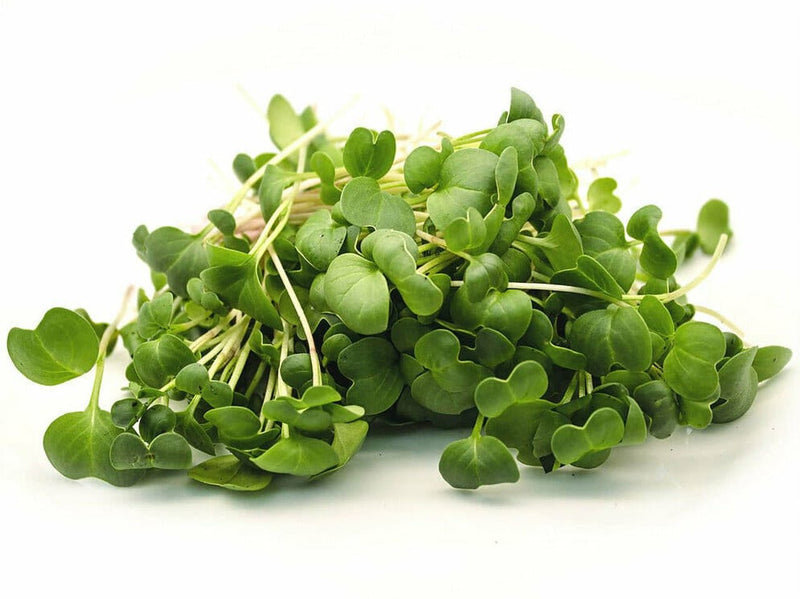 Arugula Seeds - ASTRO ,Salad Greens - Caribbean garden seed