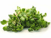 Arugula Seeds - ASTRO ,Salad Greens - Caribbean garden seed
