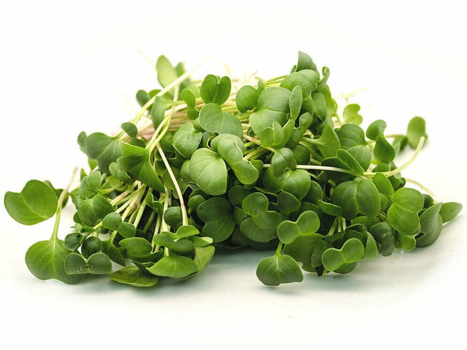 Arugula Seeds - ASTRO ,Salad Greens - Caribbean garden seed