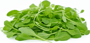 Arugula Seeds - Rocket, salad Greens - Caribbean garden seed
