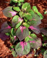 Live Plant - Perilla Tricolor, 3'Pot - Caribbean garden seed