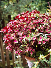 Live Plant - Perilla Tricolor, 3'Pot - Caribbean garden seed