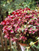 Live Plant - Perilla Tricolor, 3'Pot - Caribbean garden seed
