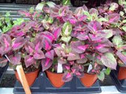 Live Plant - Perilla Tricolor, 3'Pot - Caribbean garden seed