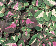 Live Plant - Perilla Tricolor, 3'Pot - Caribbean garden seed