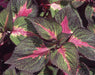 Live Plant - Perilla Tricolor, 3'Pot - Caribbean garden seed
