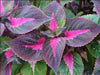 Live Plant - Perilla Tricolor, 3'Pot - Caribbean garden seed