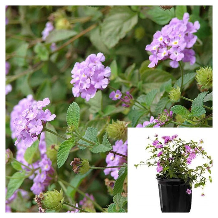 Lantana -TRAILING Lavender  (STARTER PANT) - Caribbean garden seed