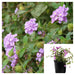 Lantana -TRAILING Lavender  (STARTER PANT) - Caribbean garden seed